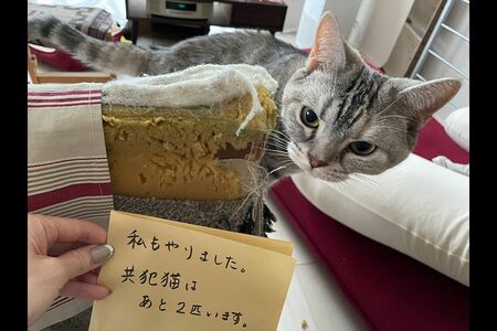 コハさん・4歳。「ほかの2匹と力を合わせてソファをズタズタにしてくれました」（飼い主）（※画像は飼い主提供）