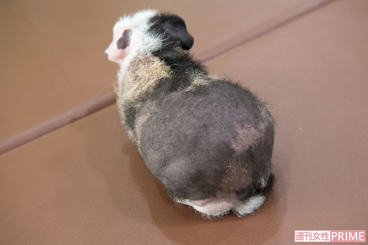 スキニーギニアピッグ