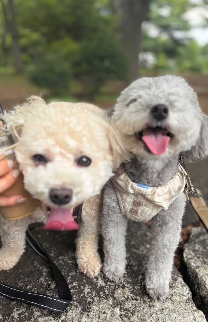愛犬たちにもツライ酷暑。早く涼しくなるといいね……（写真提供/加藤綾菜）