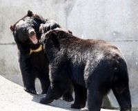 人間を怖がるクマ減少、クマから命を守るための10か条