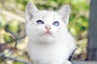 “見上げ猫”のうるんだ瞳がたまらない! ソトネコ写真家の厳選ショット