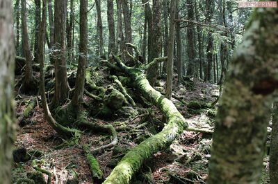 自殺の名所「青木ヶ原樹海」は都市伝説の宝庫、20年以上通うルポライターが語る真実
