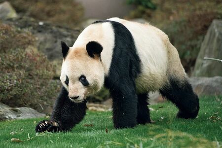 永明♂　写真／高氏貴博（毎日パンダ）