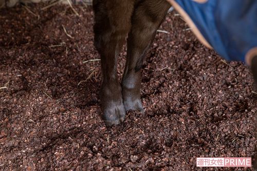 牛舎にはカカオの殻とコーヒーの皮が敷き詰められ、ほのかに甘い香りが漂う（撮影／齋藤周造）