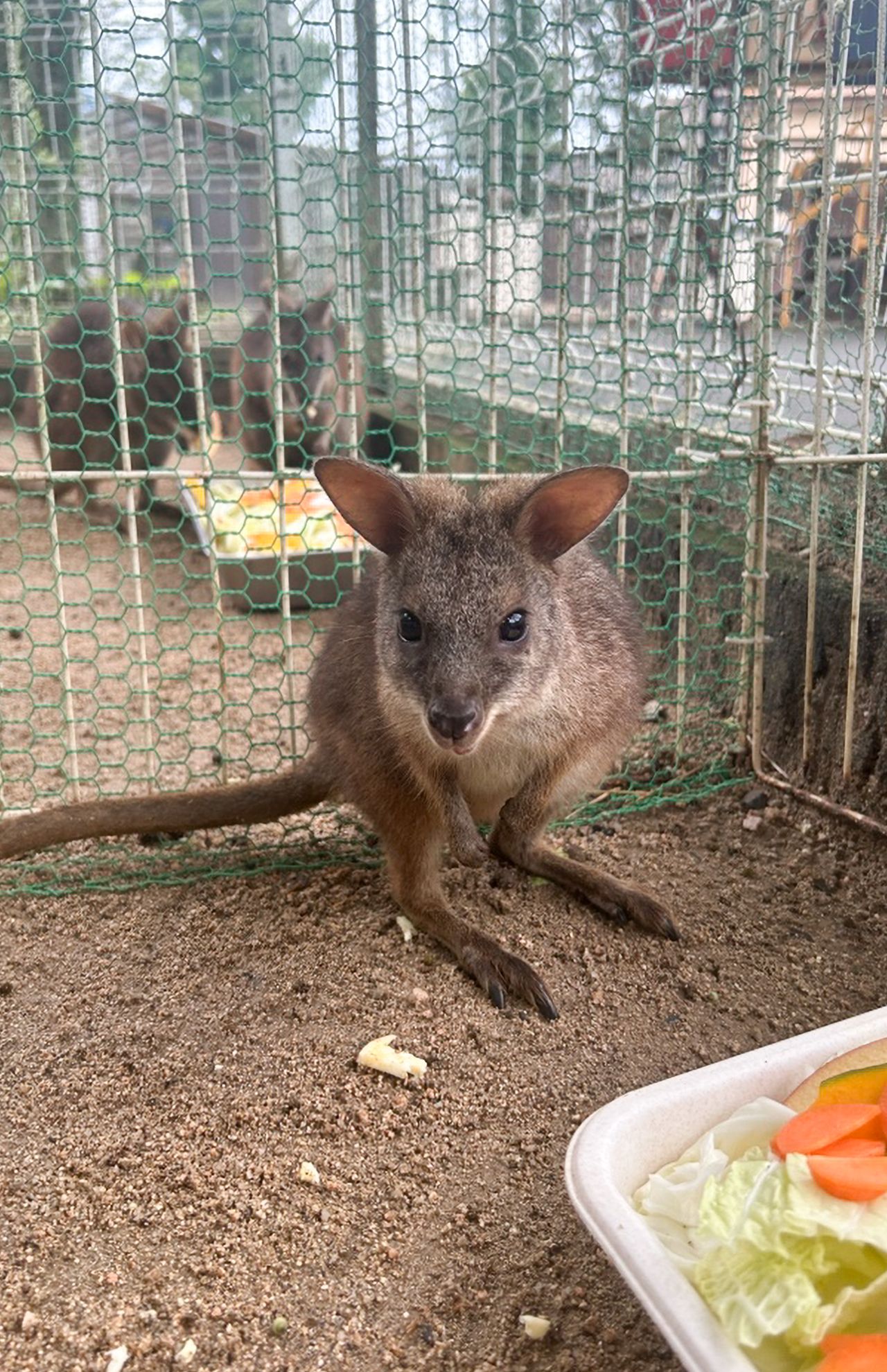 成長中の最近の様子。少しずつキリッとしたお顔になってきた？