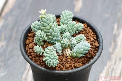 【セダム　ダシフィルムマジョール】小さく丸い葉が集まって群生するタイプ。モコモコとした形と淡い色合い。寄せ植えには欠かせない