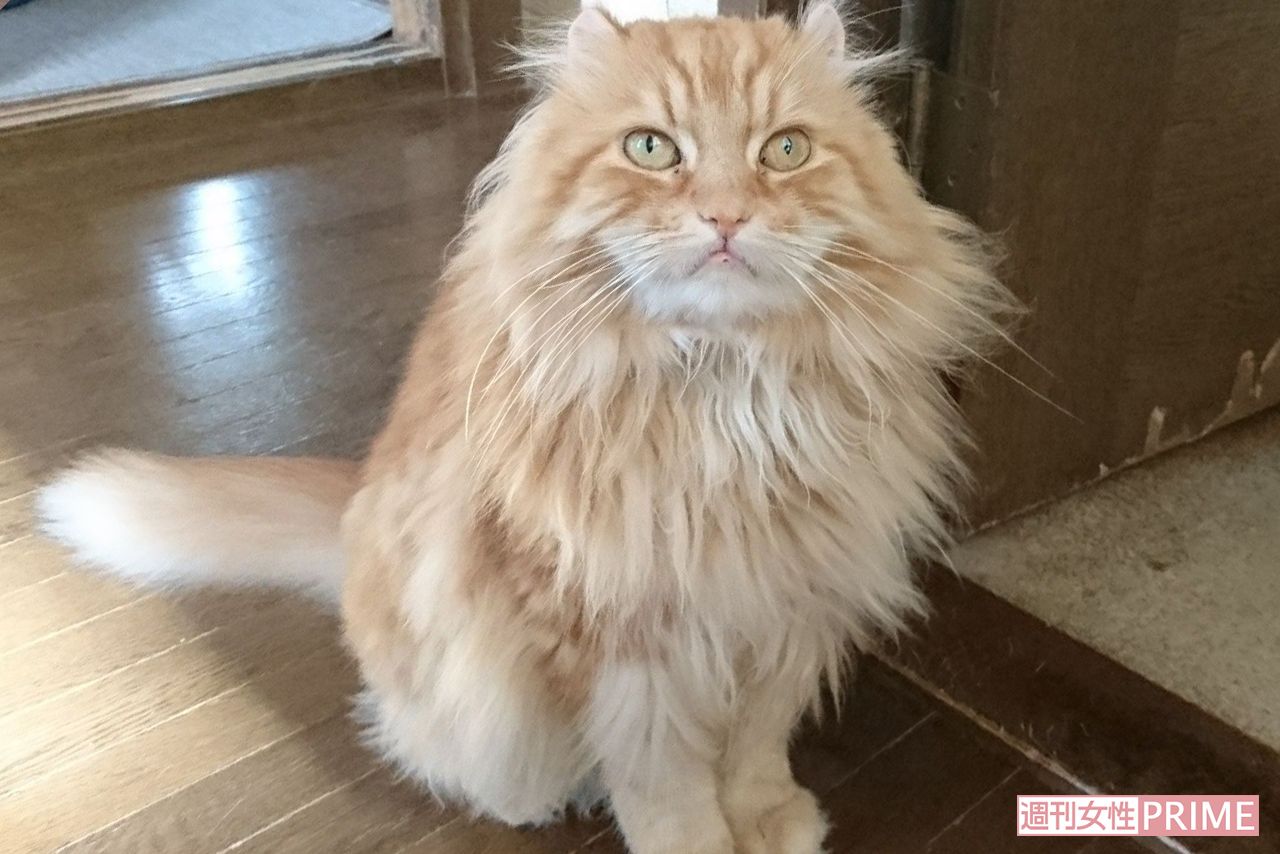 ありし日のモコオくん。連れ去られた跡にはかまぼこが落ちていたといい、餌で釣られたとみられる(上田さん提供)