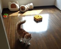 空室率が低い猫付きマンション、運用物件としても注目