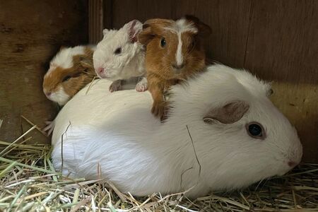 狭山市立智光山公園こども動物園　テンジクネズミの赤ちゃんたち