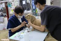 【動物の「夜間救急病院」密着4日間】 響き渡る鳴き声、ため息そして“慟哭”