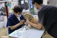 【動物の「夜間救急病院」密着4日間】 響き渡る鳴き声、ため息そして“慟哭”