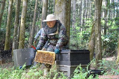 4月、鹿児島でれんげ草のハチミツを採取。巣につく蜂を振るい落とすところ。周囲にはおびただしい数のミツバチが。「女王バチは1日2000個の卵を産むんです。その量は自分の体重と同じぐらいです」撮影／伊藤和幸