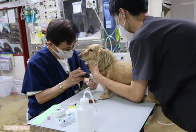 【動物の「夜間救急病院」密着4日間】 響き渡る鳴き声、ため息そして“慟哭”