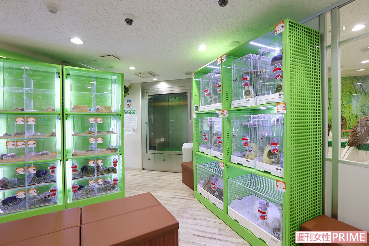 アニマルルームいけもふ