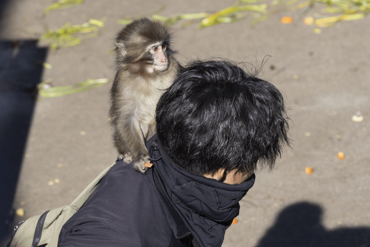 飼育員さんがやってくると、脚や腕に抱きついて離れないパンチ。時には、飼育員さんの膝の上や肩の上でごはんを食べることも（写真／読者提供）