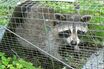 【東京23区で急増】墨田区でアライグマ出現！危険な病原体を媒介、専門家が警告する“驚きの繁殖力