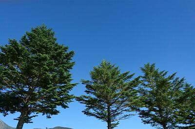 冬でも葉が落ちない常緑樹のもみの木はヨーロッパで信仰の対象になっていた（写真はイメージです）