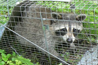【東京23区で急増】墨田区でアライグマ出現!危険な病原体を媒介、専門家が警告する“驚きの繁殖力