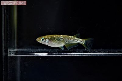 絶滅危惧種から一転、“泳ぐ宝石”となったメダカ、値段の決め方に基準はあるのか