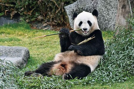 結浜♀　写真／高氏貴博（毎日パンダ）