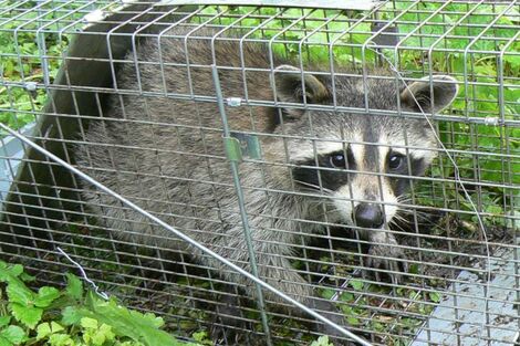【東京23区で急増】墨田区でアライグマ出現！危険な病原体を媒介、専門家が警告する“驚きの繁殖力