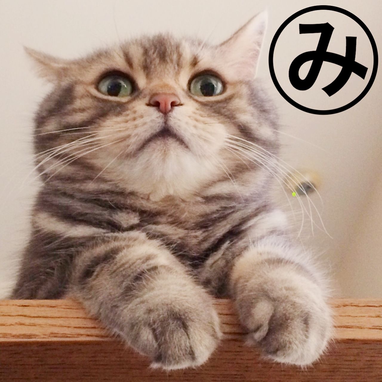 この“きなごむカルタ”と題した作品など、新作も盛りだくさん！　(c)matsumotoooooo　(c)ねこ休み展 冬 2017