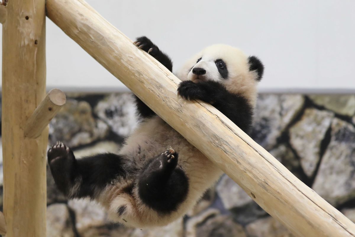 彩浜（さいひん）。2019年撮影。生後半年　写真／共同通信社