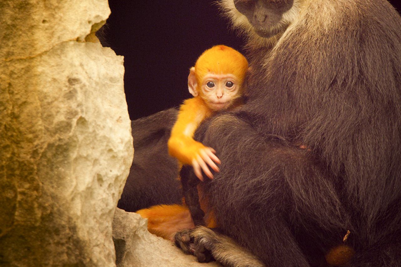 ハクトウラングール◆赤ちゃんは、迷子にならないためにこのド派手な色（赤毛）で生まれてくると考えられている。絶滅危惧種の中でも最上級レベルに絶滅寸前