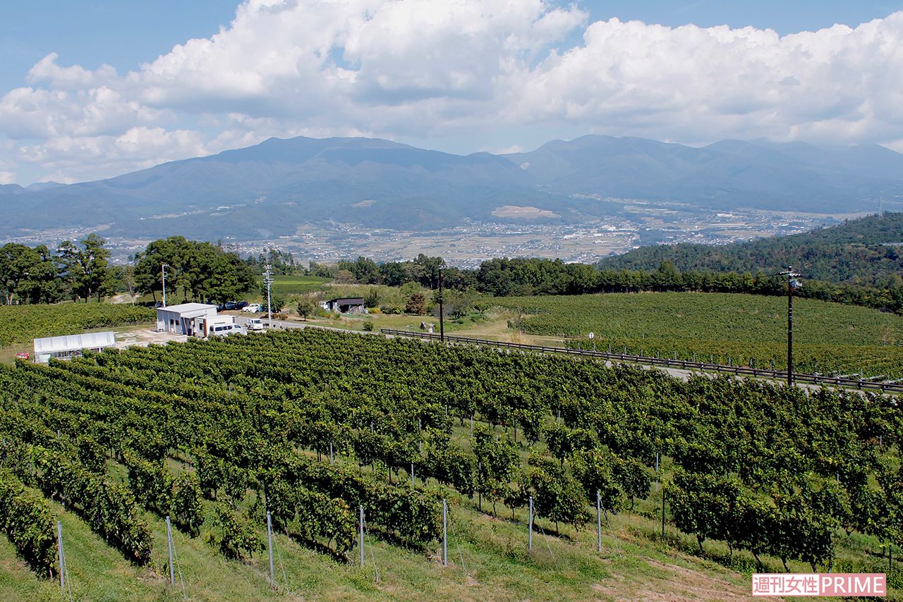 壮大な浅間山を望むヴィンヤード（ブドウ畑）