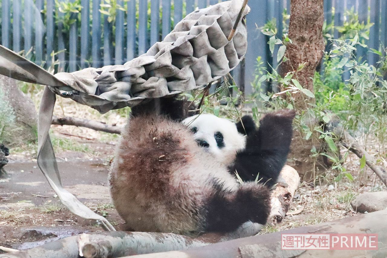 転んじゃう姿をキャッチ!!　まるで4コマ漫画のような展開に来園者もカメラの連写が止まりません!!