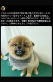 愛犬を亡くした飼い主の投稿(Twitterより)