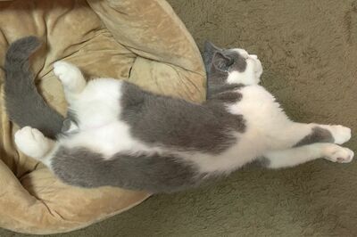 銀太郎くん（7歳）追いかけっこが大好き！