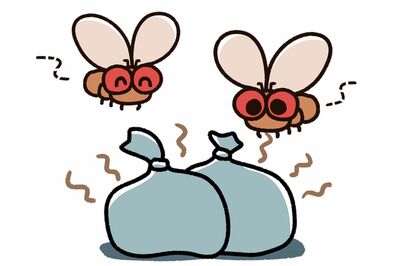 【知って楽しい雑学】夏になると家で発生するコバエいったいどこから来るの? そもそも「コバエというハエ…