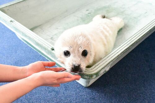 ゴマフアザラシ　ココア〈4.19生まれ、♀〉
