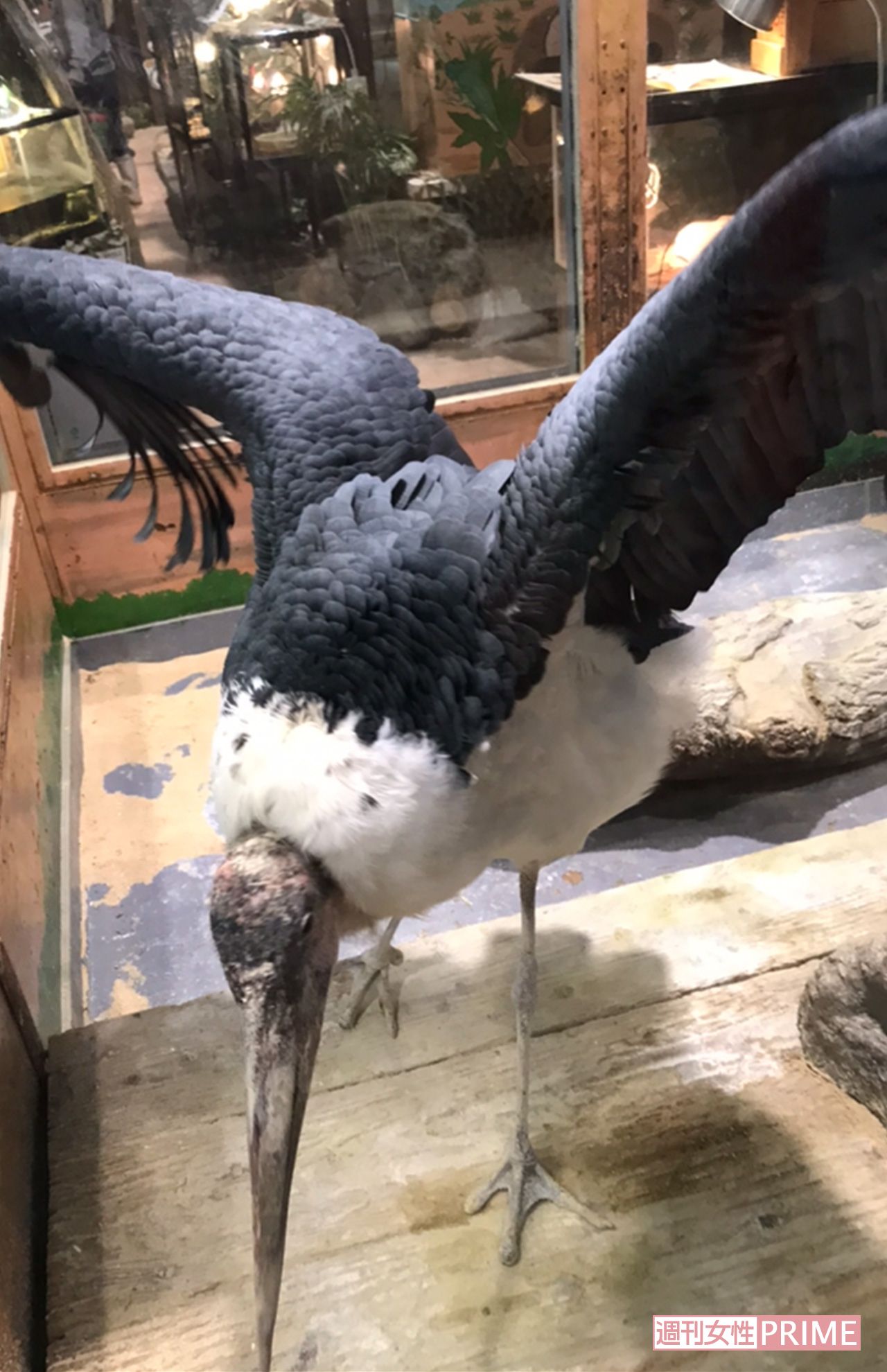 ライオンのリオンのいた展示スペースの中にはアフリカハゲコウという大型の鳥。近づくと長いくちばしでガラスをコツコツと叩き続けていた