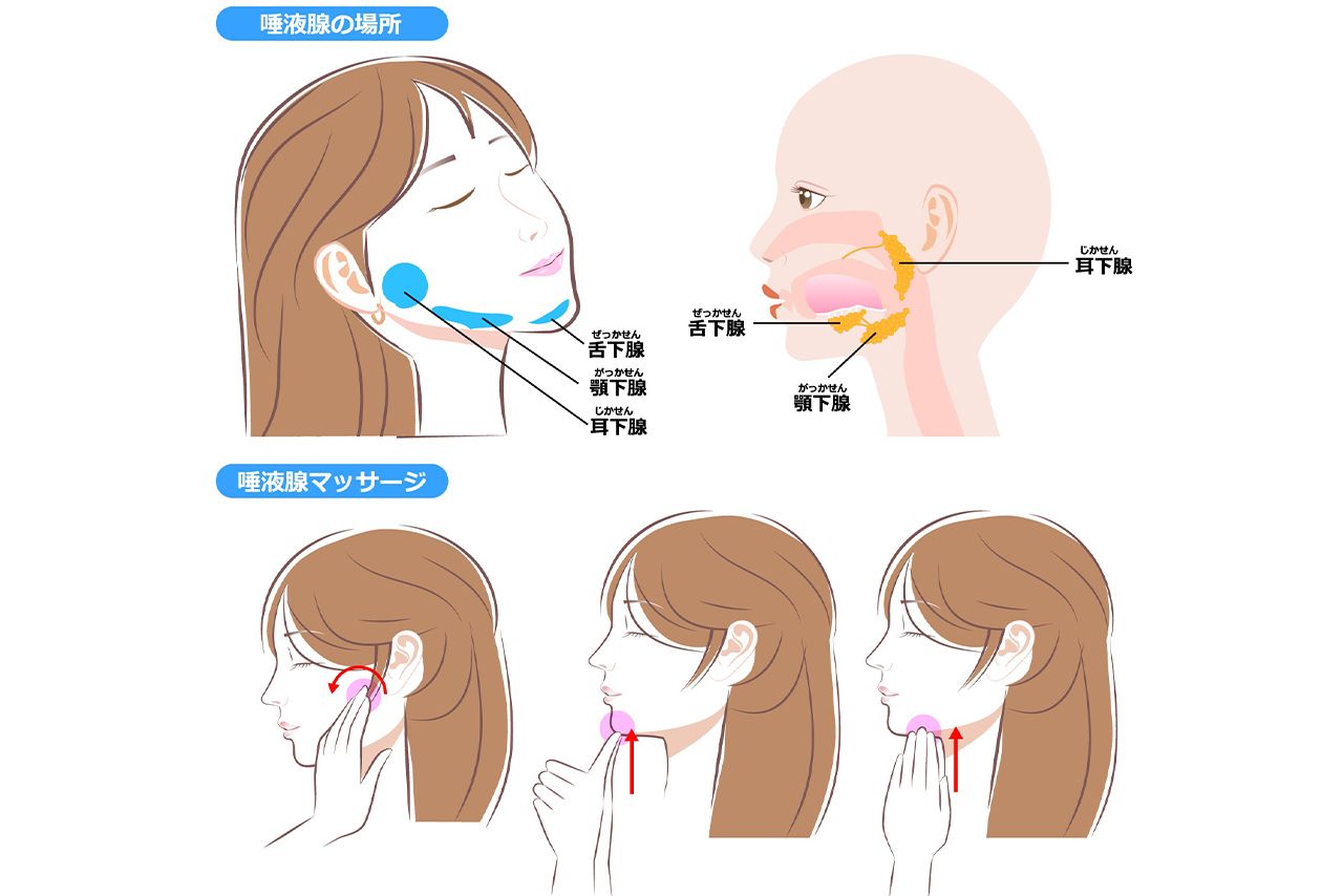 【唾液腺の場所】耳下腺は耳と奥歯の間、顎下腺は左右のあごの骨の内側の柔らかい部分、舌下腺は下あごのくぼみ部分。指で軽く圧迫してマッサージすることで、唾液の分泌を促すことができる