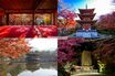 【京都・奈良の絶景紅葉スポット】旅のプロ直伝！混雑を避け、朝から晩まで移動中も楽しめる紅葉狩り