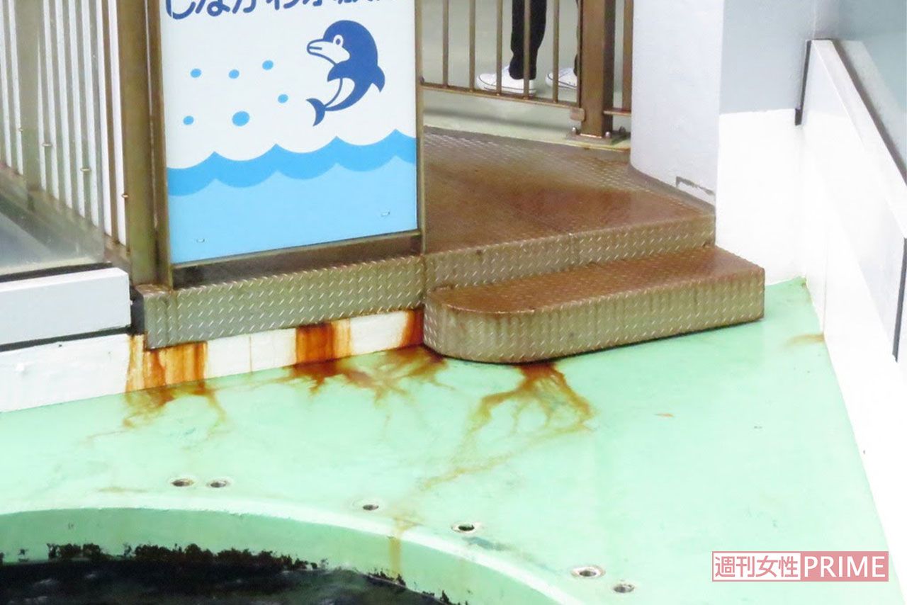 サビが流れ出ている、しながわ水族館。プールにも流れ込みそうだ
