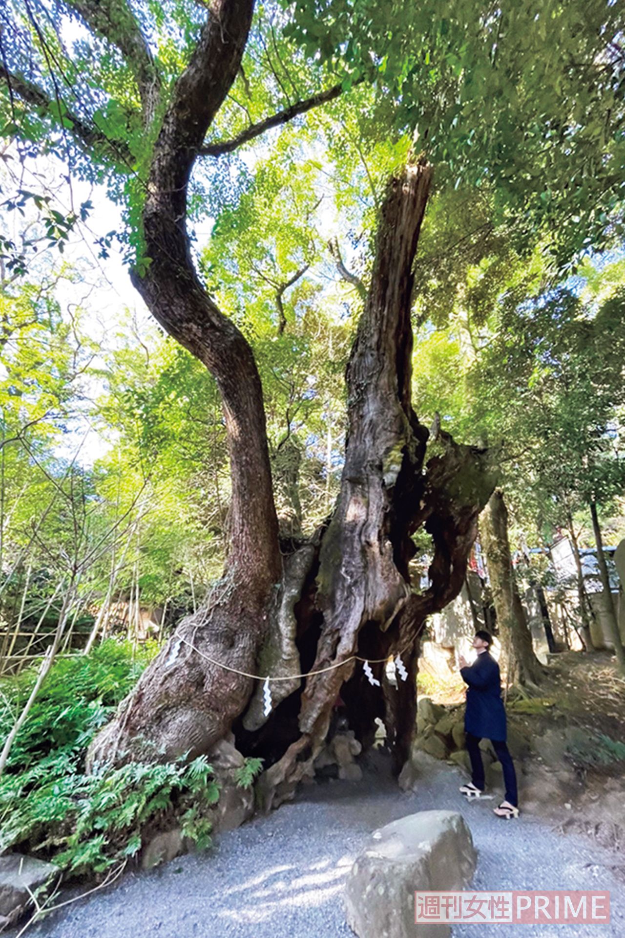 來宮神社 @静岡県熱海市西山町