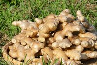 冷え改善だけじゃない！医師も推薦する万能薬「“超”蒸ししょうが」のスゴい活用法