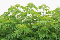 医療用大麻の可能性を考察する医師たちの意見「研究途上にあるというのが現状」