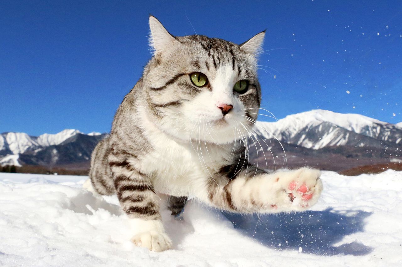 『旅猫ニャン吉写真集　どんニャときでも笑う門には福来る！』より　写真：飯法師昭誠