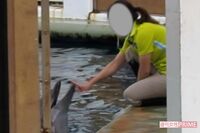 水族館の“イルカショー”に動物愛護団体が危惧「生け捕りの時点で虐待は始まっている」