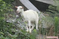 《あのスター動物は今》崖の斜面に住み着いたヤギのポニョ、あれから4年、双子の男の子のお母さんになって…