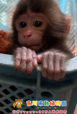 公式Xフォロワー20万人突破記念で動物園が公開したパンチくん（公式Xより）