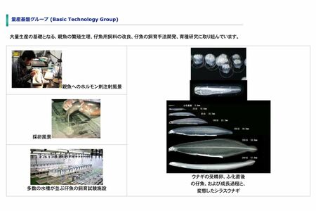 国立研究開発法人『水産研究・開発機構』はウナギの安定供給のための研究を行っている（公式サイトより）