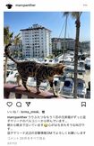失踪した愛猫の目撃情報を求め、もう1匹の愛猫の写真を投稿したマークパンサー(本人のインスタグラムより)https://www.instagram.com/p/CpodmWGvYh8/