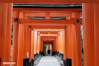《京都・伏見稲荷大社》竹を傷つける外国人男性の迷惑行為動画が拡散、広報担当「初めてのケース」の困惑