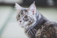 犬や猫の飼育費は年間100〜200万円、「36回ローンで購入された猫」の悲しすぎる始末