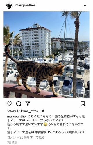 失踪した愛猫の目撃情報を求め、もう１匹の愛猫の写真を投稿したマークパンサー（本人のインスタグラムより）